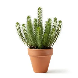 Dwarf hulsea