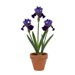 Dwarf iris