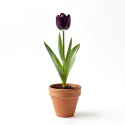 Dwarf tulip