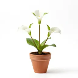 Dwarf-white trillium