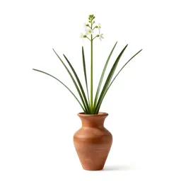 False asphodel