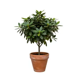 False azalea