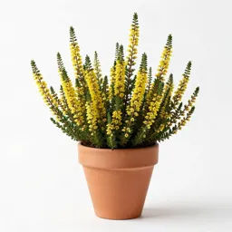 False heather