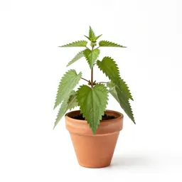 False nettle