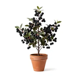 Farkleberry