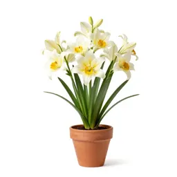 Fawn lily