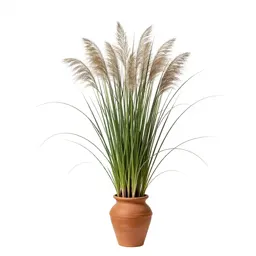 Feather reed grass