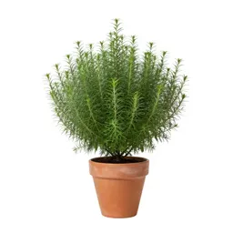 Fetterbush