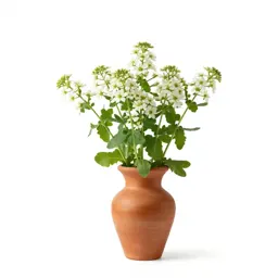 Feverfew