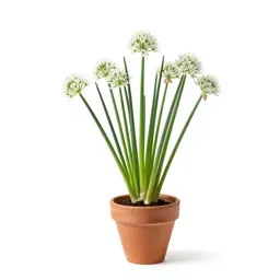 Few-flowered leek