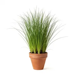 Field brome