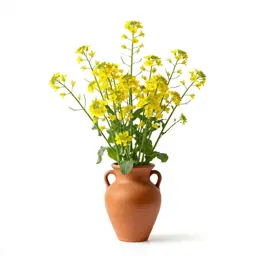 Field mustard