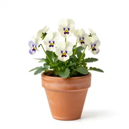 Field pansy