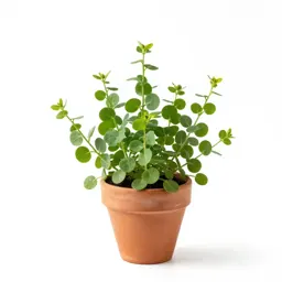 Field pennycress