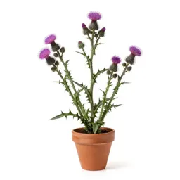 Field thistle