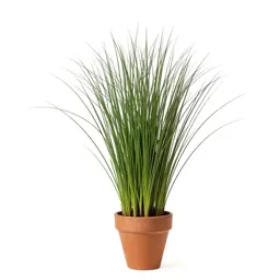 Finger grass