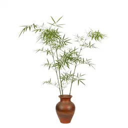 Fishpole bamboo