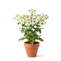Fleabane