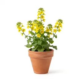Flower-of-an-hour
