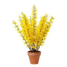 Forsythia