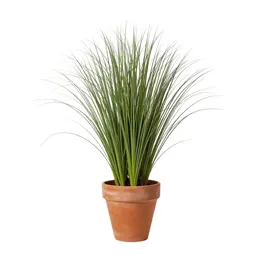 Fountain grass