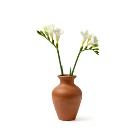 Freesia