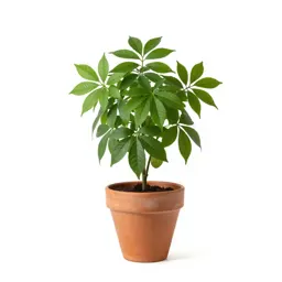 Friendship plant