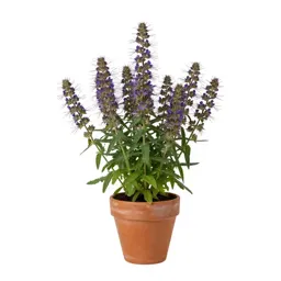 Fringed loosestrife