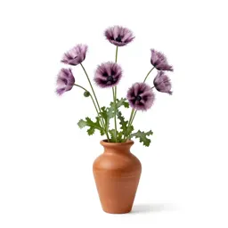 Fringed poppy mallow
