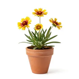 Gaillardia