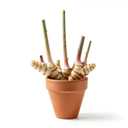 Galangal