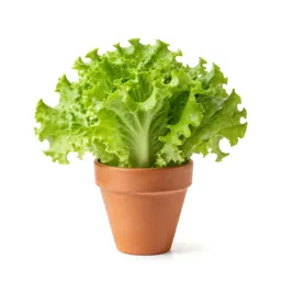 Garden lettuce