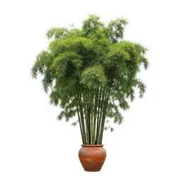 Giant bamboo