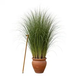 Giant cane