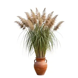 Giant reed