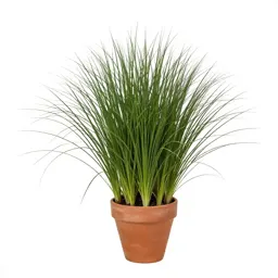 Giant ryegrass