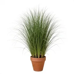 Giant star grass