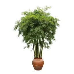 Giant timber bamboo
