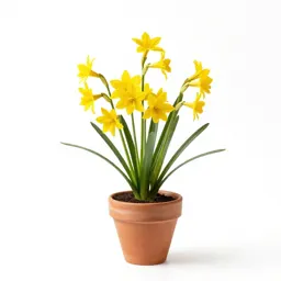 Glacier lily