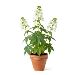 Glade mallow