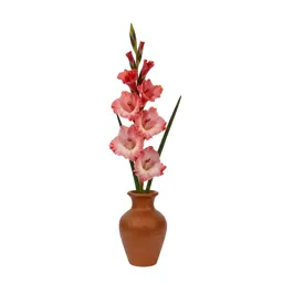 Gladiolus