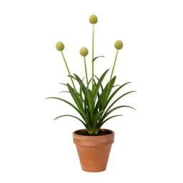 Globe lily
