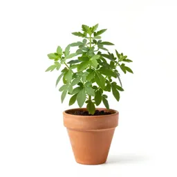 Globe mallow