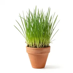 Goat grass