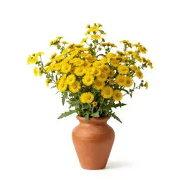Golden groundsel