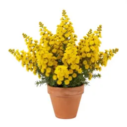Goldenbush