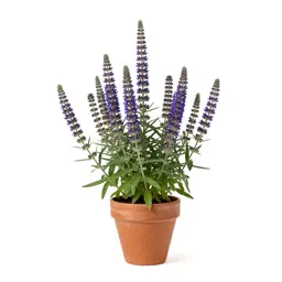 Gooseneck loosestrife