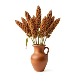 Grain sorghum