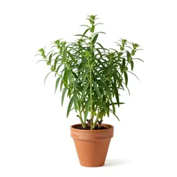 Gramineous plant