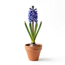 Grape hyacinth
